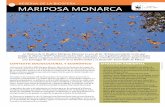 08 reserva de la biosfera 18 mariposa monarca · tro ceremonial de San Felipe los Alzati y lugares con atractivos naturales como las grutas de Tziranda y los balnearios de Los Azufres.