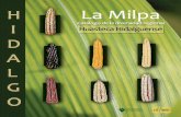 La Milpa - ceccam.orgceccam.org/sites/default/files/Catalogo_maiz_Hidalgo.pdf · La milpa comprende una serie de formas de agricultura diversificada, que con base en el maíz, frijol