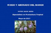 RIEGO Y ABONADO DEL MANG0 - mangoz.org.mx · Reducción daños por sales. ... fluctuaciones de temperatura puede aumentar el nº de ramas mixtas ... Ejemplos de recomendaciones generales