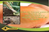 PRESENTACIÓN - AGROTICO · 2016-08-11 · 3 PRESENTACIÓN Distribuidora Comercial Agrotico S.A. presenta la Guía de campo para el manejo de enfermedades y plagas en el cultivo de