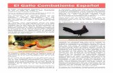 El Gallo Combatiente Españollapinina.org/noticias/gallinas/archivos_g/combatiente... · 2016-05-09 · nidal. Otro problema que suele surgir es cuando se tienen varias hembras juntas