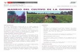 MANEJO DEL CULTIVAR DE QUINUA - repositorio.inia.gob.perepositorio.inia.gob.pe/bitstream/inia/190/1/HD-5-2012-Quinua.pdf · El cultivo de quinua es afectado por insectos, desde la