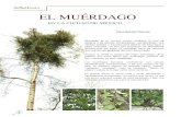 AMA EL MUÉRDAGO Generados/Documentos... · Muérdago es el nombre común mediante el cual se designa a las plantas hemiparásitas –semiparásitas- que infestan árboles y arbustos