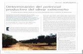 Determinación del potencial productivo del olivar extremeño · Ensayo en olivar adulto EI ensayo se estableció en un olivar comercial adulto de más de cin-cuenta años (Olea europeae