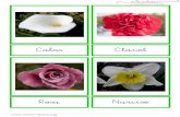 Calas Clavel - WordPress.com ·  Flor de Loto Crisantemo .  Calas Clavel Rosa Narciso .  Jacinto Hortensia Girasol Pensamiento
