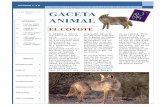 VOLUMEN 1, n 8 ORGANO INFORMATIVO DE LA CLASE DE …ministeriodelnino.s3.amazonaws.com/materiales/2015/manual-1tri/8-coyote-gaceta-animal.pdfde Panamá, lo que hace pensar en una migración