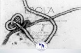 EBOLA 15 de oct migración201.201.187.139/Ebola - Capacitacion Migracion.pdfLABORATORIO : Células de defensa bajas. Plaquetas bajas (50.000 a 100.000). Aumento de la enzima del páncreas