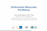 Disfunción Muscular Periférica de la... · Estas propiedades (debilidad, fatiga…) pueden darse simultáneamente en un mismo músculo o grupo muscular ... •Sin embargo la interacción