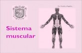 Sistema muscular - Comité Olímpico Guatemaltecoentrenadormovil.cog.org.gt/sites/default/files/documentos... · 2019-11-11 · El sistema muscular es el conjunto de más de 600 músculos