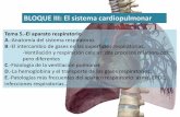 BLOQUE III: El sistema cardiopulmonar · -Ventilación y respiración celular: dos procesos relacionados pero diferentes C.-Fisiología de la ventilación pulmonar. D.-La hemoglobina