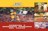 Instituto Nacional de Innovación Agrariarepositorio.inia.gob.pe/.../1/Benito-Cosecha_beneficio_primario_cacao.pdf · de coloración de la cáscara, según el tipo de cacao, variando