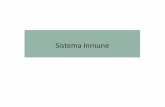 Sistema Inmune - imbsecundaria.milaulas.com · reconocen como infectadas o células propias tumorales. •Responsables de la respuesta inmune adquirida específica celular •Una