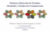 Dinámica Molecular de Proteínas Modelado y …...3 ¿Qué es la Dinámica Molecular (DM)? Dinámica Molecular – UNSAM – 2017 Es el estudio de los movimientos de las moléculas.