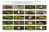 484-01 Anfibios y Reptiles Tapiche-Blanco a1 · Instituto de Investigaciones de la Amazonía Peruana – IIAP, Av. Quiñones Km 2.5. Iquitos, Perú. Laboratório de Sistemática de