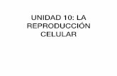 UNIDAD 10: LA REPRODUCCIÓN CELULAR · INTRODUCCIÓN • En org unicelulares: div celular-> desaparición de cél madre y sustitución por 2 cél hijas -> es un mecanismo de reproducción.