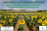 boletín girasol 19 .docx)pagina.jccm.es/agricul/albaladejito/pdf/boletin_ girasol_.pdf · segundo, que la sembradora de microparcelas, debido a sus características, no profundizaba