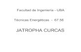 Jatropha curcas 1C 07materias.fi.uba.ar/6756/Jatropha_curcas_1C_07.pdf · 2007-06-04 · PRODUCCION DE ACEITE 2 toneladas de aceite por hectárea y por año, llevando de tres a cuatro