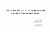 LÍNEAS DE FRIJOL CON TOLERANCIA A ALTAS TEMPERATURASlac.harvestplus.org/.../09/PrestSBeebe_CursoFrijol... · •Producción de frijol en Ámerica Central está amenazado por altas