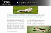 La artrosis canina · 2014-03-14 · La artrosis canina es una enfermedad frecuente en los perros. Aparece como resultado de la evolución inevitable de una articulación que envejece