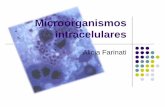 Microorganismos intracelulares - WordPress.com · 2019-06-04 · RICKETSIAS, CLAMIDIAS,COXIELLA Y ERLICHIA Microorganismos Gram negativos intracelulares obligatorias (Nunca se han