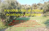 Introducción al cultivo ecológico del olivar · Introducción al cultivo ecológico del olivar Manuel Pajarón Sotomayor Oficina Comarcal Agraria de Sierra de Segura . Delegación