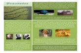 Si observamos la naturaleza nos daremos cuenta que, a granmatema.ujaen.es/jnavas/mayores/fractales tarjetas.pdf · 2010-12-02 · Si observamos la naturaleza nos daremos cuenta que,