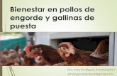 Bienestar en pollos de engorde y gallinas de puestaintranet.icovv.com/cursos/an1w_dppe_522l_tsmd_kjcs_star... · 2019-05-21 · Concepto de bienestar animal Estado emocional de los