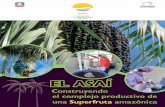 El asaí, una palmera amazónica · promovían la regeneración y el manejo sostenible del asaí. Muchas de las manchas más grandes y densas de asaí se encuentran cerca de antiguos