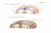 Figura 1: Meninges encefálicasA. Cerebral anterior A. Cerebral media A. Comunicante posterior A. Cerebral posterior A. basilar A. vertebral A. CerebelosaInferior anterior A. Cerebelosasuperior