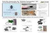 Guía de inspección de “árboles huéspedes” del escarabajo ...Guía de inspección de “árboles huéspedes” del escarabajo asiático de antenas largas “Árboles huéspedes”