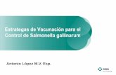 Estrategas de Vacunación para el Control de Salmonella ...pronavicola.com/contenido/webinar/estrategiasvacunacioncontrolsalmonella.pdf · Salmonella Gallinarum Cepa Vacunal Homóloga