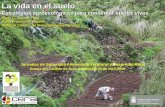 La vida en el suelo suelos vivos... · 2016-05-12 · La vida en el suelo Estratégias agroecológicas para conservar suelos vivos Maria C. Jaizme-Vega Dpto. Protección Vegetal Instituto