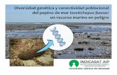 Diversidad genética y conectividad poblacional del pepino de mar ... … · control de Guabalá, Tolé, Chiriquí, decomisaron casi 200 libras de pepino del mar a dos panameños