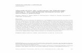 Ciencia, Docencia y Tecnología - UNER - Identificación de cultivares de … · 2011-12-06 · kD, inhibidor de tripsina - 20,1 kD y α- lactoalbúmina - 14,4 kD (Calibra-tion Kit