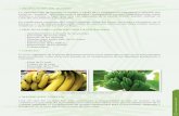 PROPAGACIÓN DEL BANANO · 2013-01-03 · • PROPAGACIÓN DEL BANANO La reproducción de banano se realiza a través de la propagación vegetativa o asexual; por tanto las “semillas”