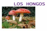 aloxamento de páxinas web - LOS HONGOScentros.edu.xunta.es/iesdocastro/wp-content/uploads/2017/...simbióticos Los líquenes no “comen”, ni dañan, ni descomponen a los árboles.