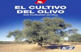 EL CULTIVO DEL OLIVO - K+S KALI GmbH...• La carencia de magnesio se presenta como clorosis de las hojas inferiores principalmente, impedimento del crecimiento de los brotes y defoliación