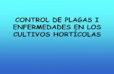 CONTROL DE PLAGAS I ENFERMEDADES EN LOS CULTIVOS … · 2012-10-08 · CONTROL BIOLÓGICO DE PLAGAS POR CONSERVACIÓN PULGÓN LECHUGA, ALCACHOFA, ... es orientativo. Si se quiere
