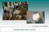 COSECHA DE LANA - INIAbiblioteca.inia.cl/medios/kampenaike/descargas/informat...Alto porcentaje de lanas cortas (recorte, por segunda pasada de tijera) Disminución del rendimiento