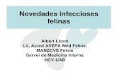 Novedades infeccioses felinascongresoveterinarioibiza.com/wp-content/uploads/... · 2019-06-05 · Retrovirus felinos: diagnóstico FIV 168 muestras sangre ELISA vs PCR 11 resultados