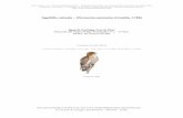 Aguililla calzada – Hieraaetus pennatus (Gmelin, 1788)digital.csic.es/bitstream/10261/110267/1/hiepen_v7.pdfcuanto al tamaño de ambos sexos, siendo la hembra un 10 % mayor que el