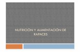 NUTRICIÓN Y ALIMENTACIÓN DE RAPACES · sustancias nutrientes contenidas en los alimentos que sustancias nutrientes contenidas en los alimentos, que constituyen los materiales esenciales