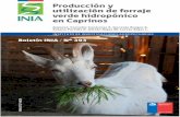 Producción y utilización de forraje verde …biblioteca.inia.cl/medios/biblioteca/boletines/NR41483.pdfInstituto de Investigaciones Agropecuarias INIA MINISTERIO E AGRICULTURA 1