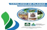 CATALOGO DE PLAGAS · puestos de entrada de productos vegetales como a los de vigilancia fitosanitaria en las diferentes regiones del país, este documento puede facilitarles la detección