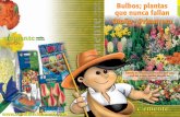 Bulbos; plantas que nunca fallan Otoño • Primaveraclementeviven.com/descargas/gj/gj_vol2.pdfBegonia (Begonia tuberosa): para la creación de macizos, cultivo en macetas o directamente