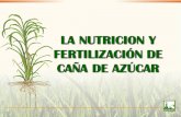 LA NUTRICION Y FERTILIZACIÓN DE CAÑA DE AZÚCARlacs.ipni.net/ipniweb/region/lacs.nsf... · La provisión de agua y nutrientes a la planta depende, en gran medida, de la posibilidad