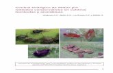 Control biológico de áfidos por métodos conservativos en … · 2019-06-06 · implantación del cultivo puede realizarse mediante siembra directa o me-diante la realización de