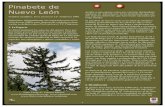 Pinabete de Nuevo León · 2009-10-10 · Pinabete de Nuevo León Nombre científico: Picea martinezii T.F. Patterson 1988. Sinónimos: Originalmente, fue reportado como Picea chihuahuana