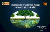 Nutrición en el Cultivo de Mango · arbusculares de las raíces de los diferentes tipos de mango empleados en este estudio. Figura 7. Promedio de esporas de HMA encontradas en el