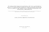 Evaluación agroeconómica de tres ... - Monografias.com€¦ · I Evaluación agroeconómica de tres prácticas para el control de babosa (Sarasinula plebeia)en el cultivo de frijol